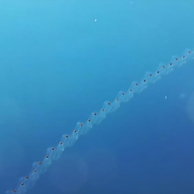 39359334