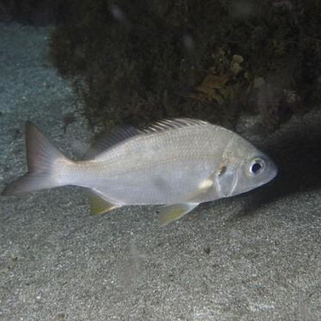 Pomadasys incisus