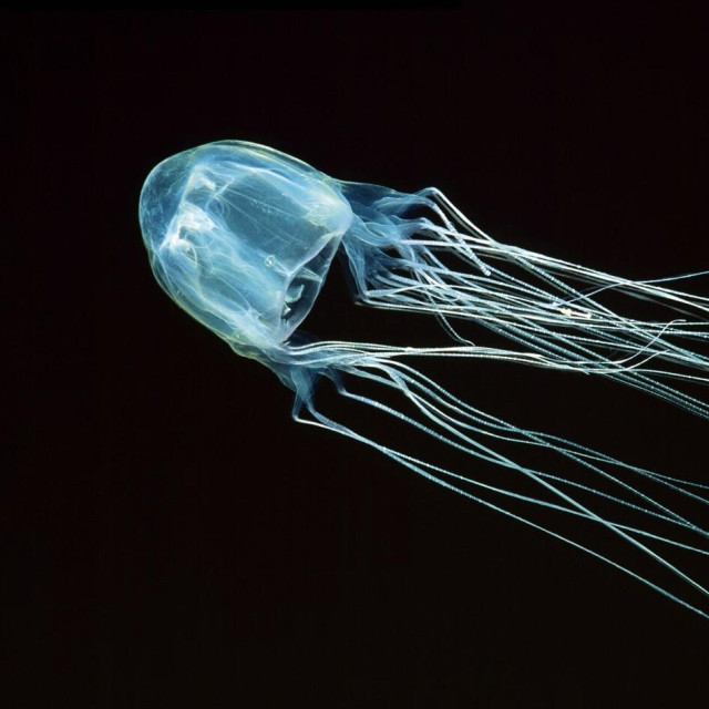 Morska osa (Chironex fleckeri)