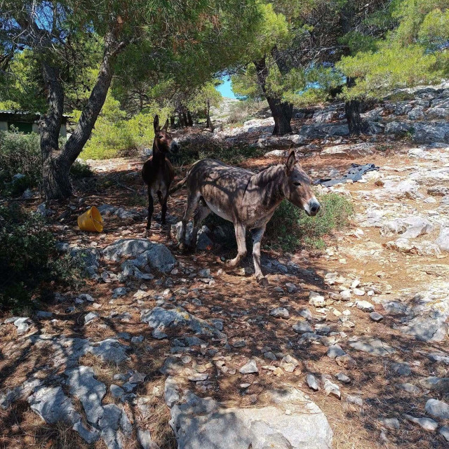 Općina Murter-Kornati