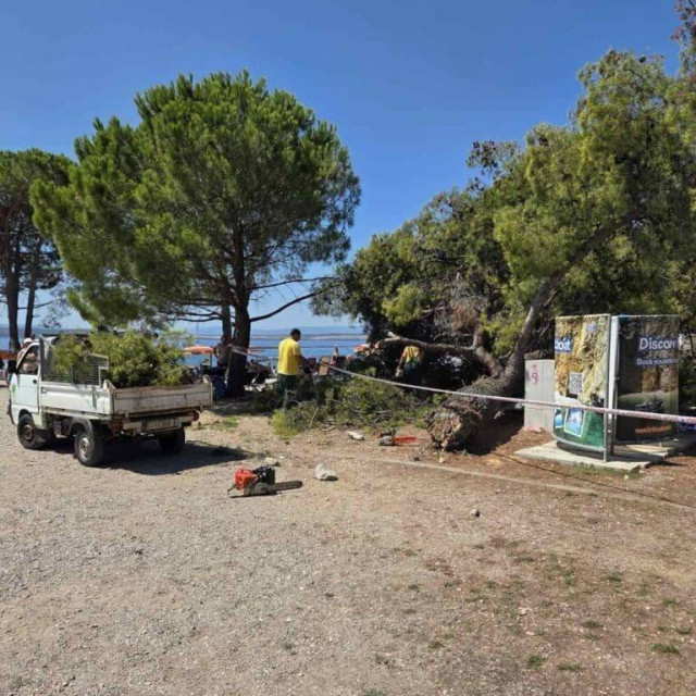 Na poznatoj crikveničkoj plaži srušilo se stablo
