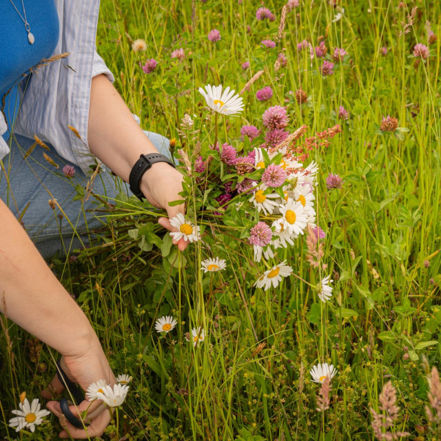 Woman collecting wild meadow flowers for midsummer celebration, rustic summer solstice tradition with Leucanthemum vulgare and Trifolium pratense.
