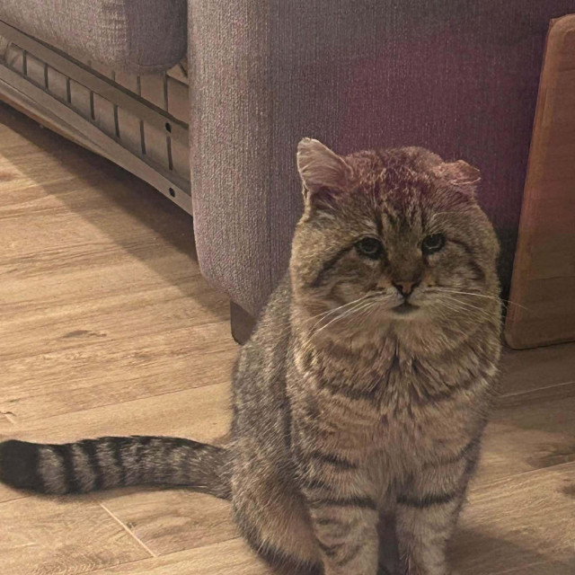 Mačak Tiger