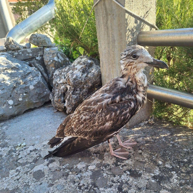 Galeb prije operacije