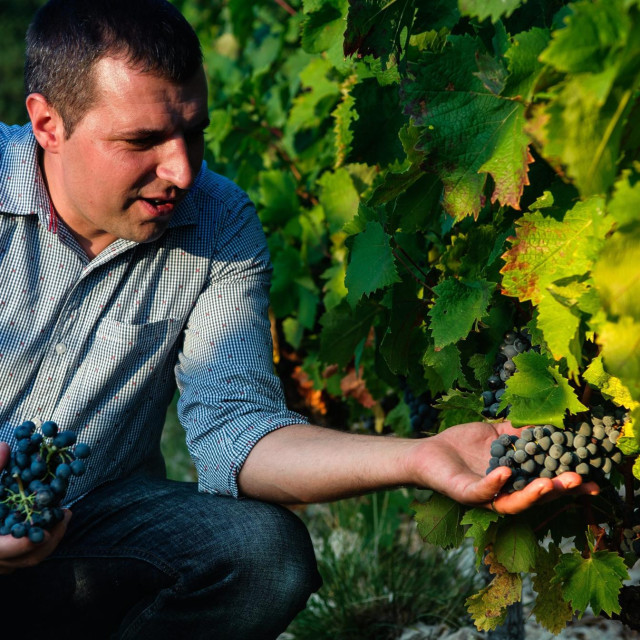 Milan Grabovac i vranac u vinogradu Vučja draga