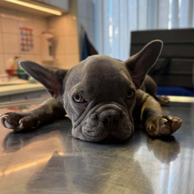 Finn