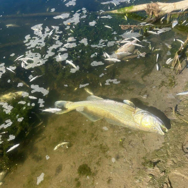 Udruga Ekologija grada