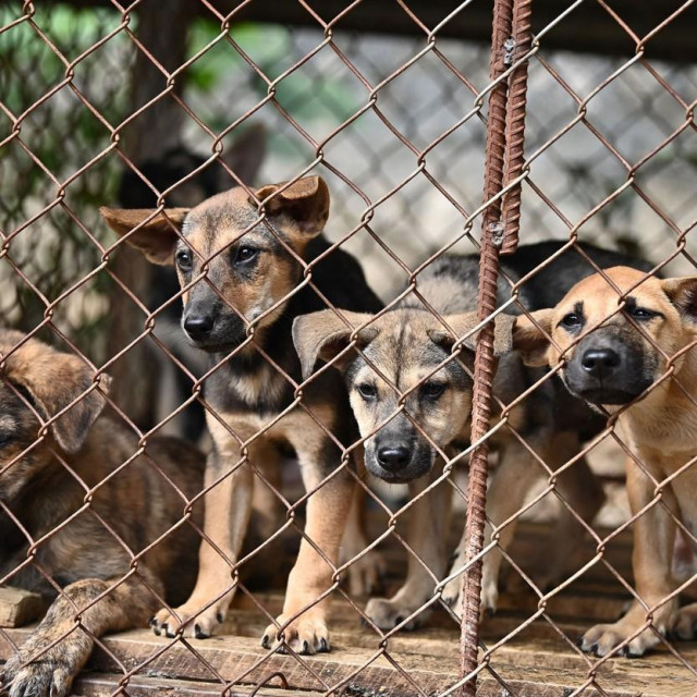 Dogs look out from a cage at a dog farm and slaughterhouse in Thai Nguyen province on November 3, 2023. More than 40 dogs, including a litter of 10-day-old puppies, were set free from a slaughterhouse in Vietnam on November 3 after its owner quit the dog meat trade.,Image: 819330480, License: Rights-managed, Restrictions:, Model Release: no, Credit line: Nhac NGUYEN/AFP/Profimedia