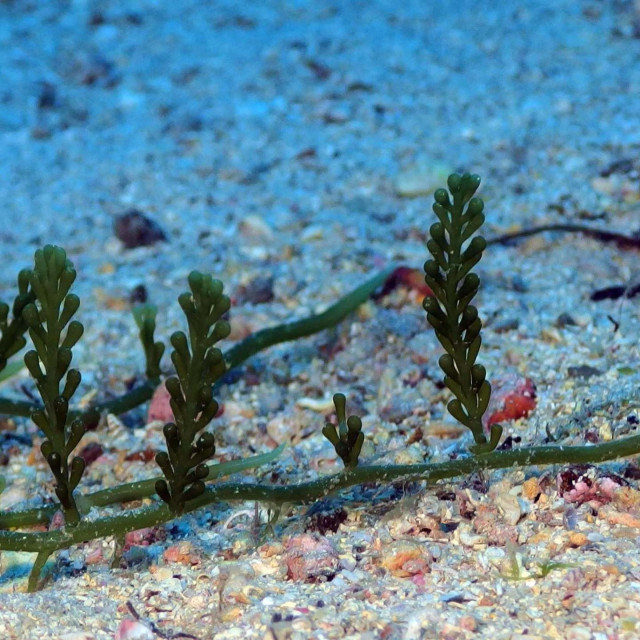 Caulerpa cylindracea