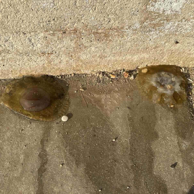 Meduze na plaži