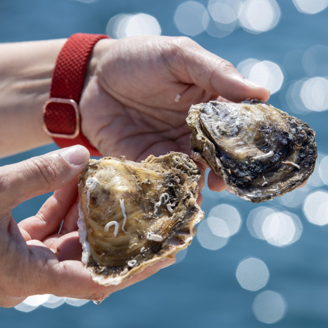 Europska plosnata kamenica Ostrea edulis, ilustrativna fotografija