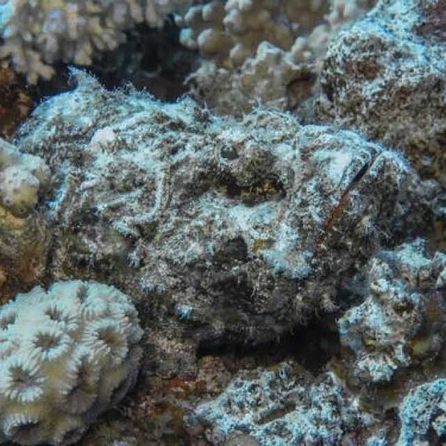 Synanceia verrucosa