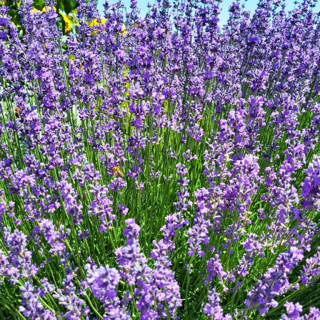 Lavanda