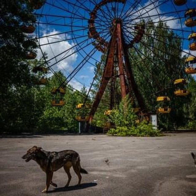 Ilustrativna fotografija pasa snimljena u Pripjatu
