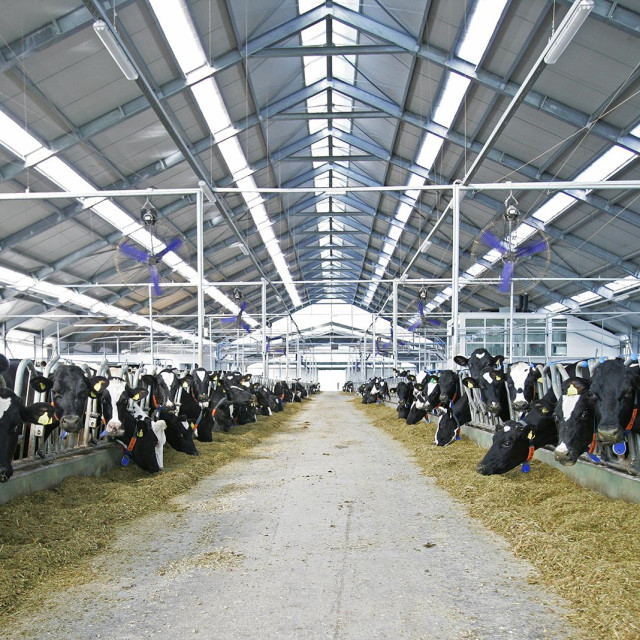 Belje Farma Topolik