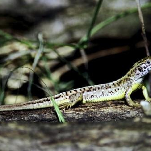 Lacerta bilineata