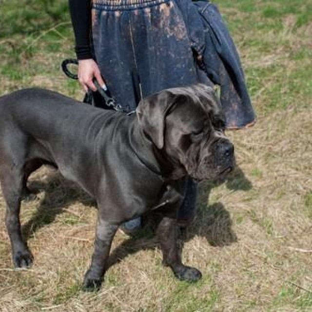 Cane corso, ilustrativna fotografija