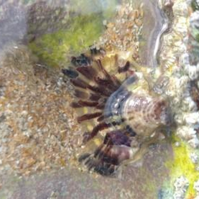 Magallana gigas