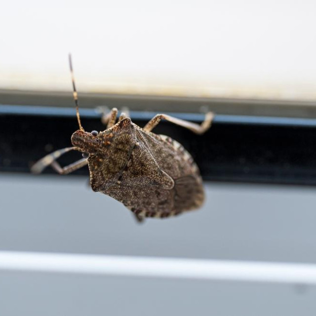 Smrdljivi martin (Halyomorpha halys) u ovo doba godine traži zaklon pred hladnim vremenom