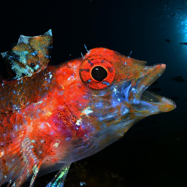 1. mjesto u kategoriji Riba i Best of Show fotografija
 