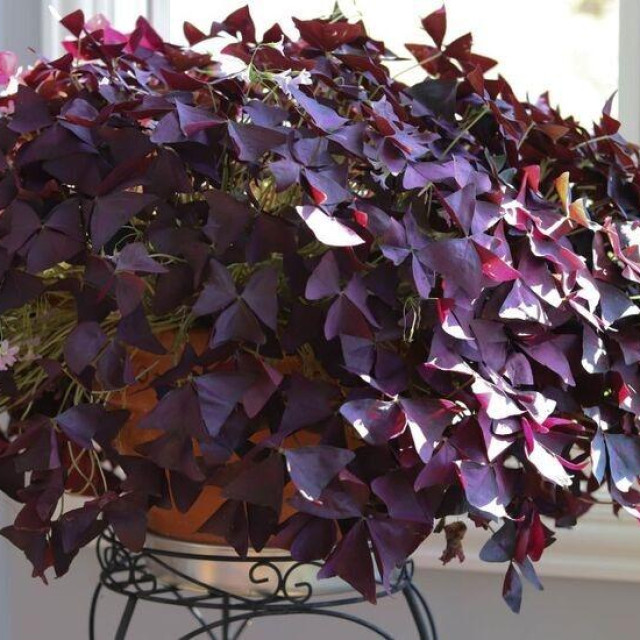 Oxalis triangularis
