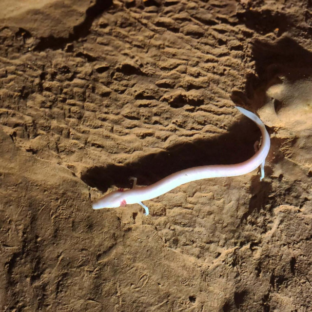 Proteus ikae