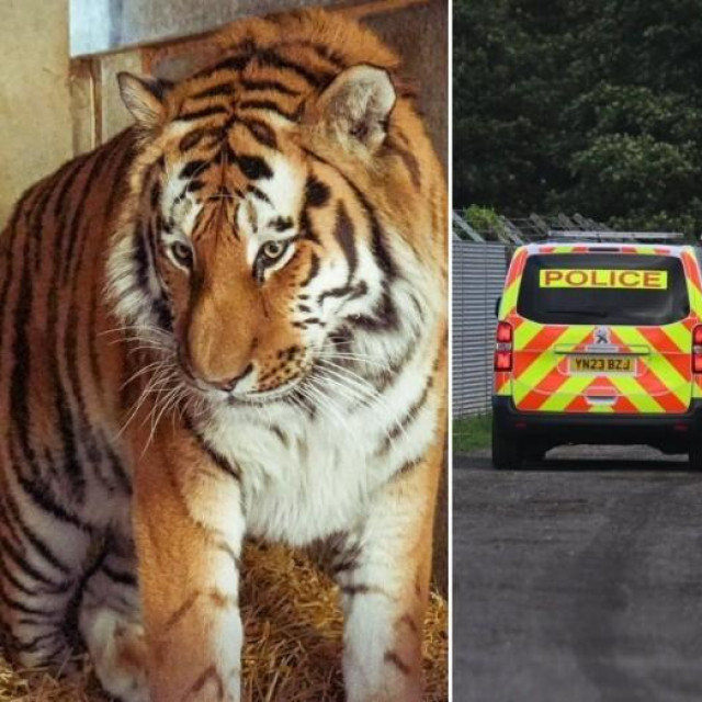 Tigar Altai koji je usmrtio muškarca u Doncasteru; policija vrši očevid na mjestu tragedije