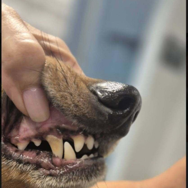 39767417