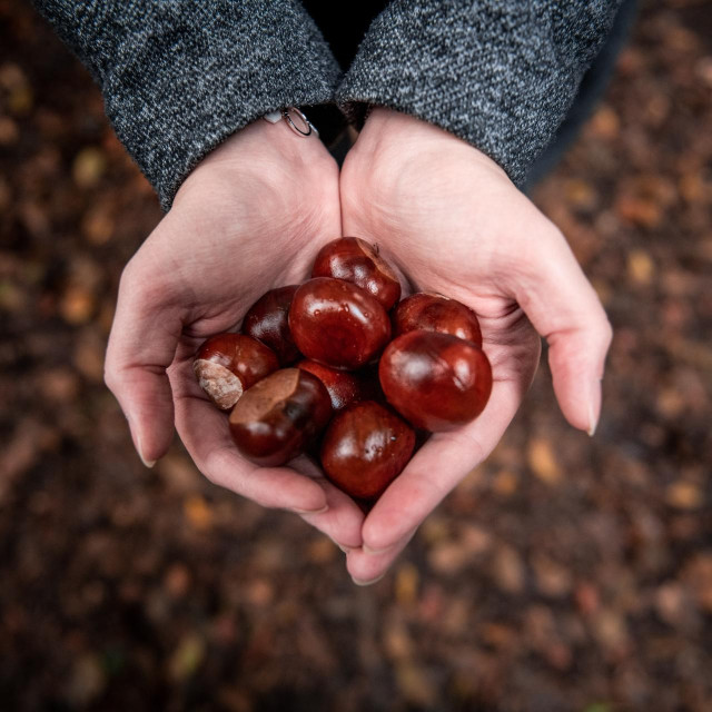 A woman holds chestnuts in her hands on a warm autumn day.