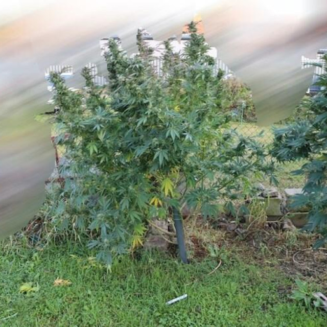 Na području Velike Gorice u dvorištu dviju kuća kojima se koristi sadio marihuanu