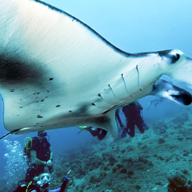 Manta, ilustrativna fotografija
