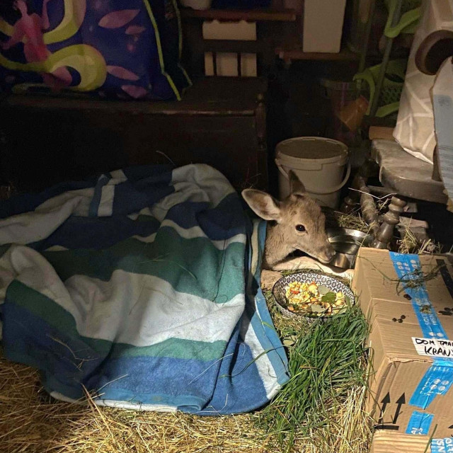 Lana je nakon dva dana počela jesti