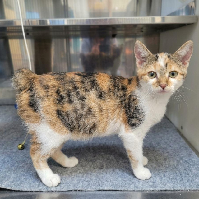Malena Anita nema rep