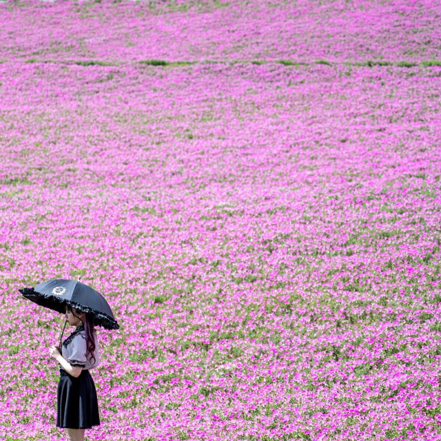 Petunije na japanskoj farmi Mother Farm u prefekturi Chiba