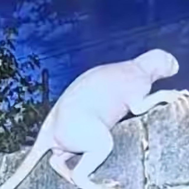 Neobična životinja navodno je duga gotovo dva metra