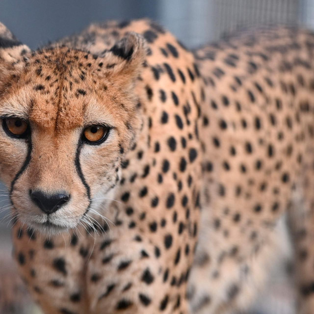 Gepard, ilustrativna fotografija